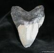 Inexpensive Inch Megalodon Tooth #943-1